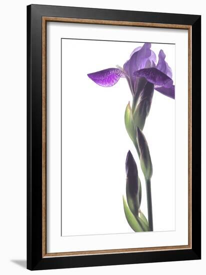 Purple Iris I-Monika Burkhart-Framed Photographic Print