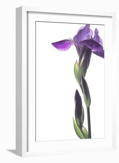 Purple Iris I-Monika Burkhart-Framed Photographic Print