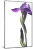 Purple Iris I-Monika Burkhart-Mounted Photographic Print