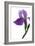 Purple Iris II-Monika Burkhart-Framed Photographic Print