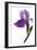Purple Iris II-Monika Burkhart-Framed Photographic Print