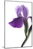 Purple Iris II-Monika Burkhart-Mounted Photographic Print