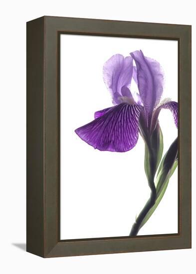 Purple Iris II-Monika Burkhart-Framed Premier Image Canvas