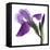 Purple Iris III-Monika Burkhart-Framed Premier Image Canvas