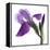 Purple Iris III-Monika Burkhart-Framed Premier Image Canvas