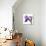 Purple Iris III-Monika Burkhart-Photographic Print displayed on a wall