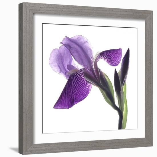 Purple Iris III-Monika Burkhart-Framed Photographic Print