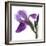 Purple Iris III-Monika Burkhart-Framed Photographic Print