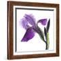 Purple Iris III-Monika Burkhart-Framed Photographic Print