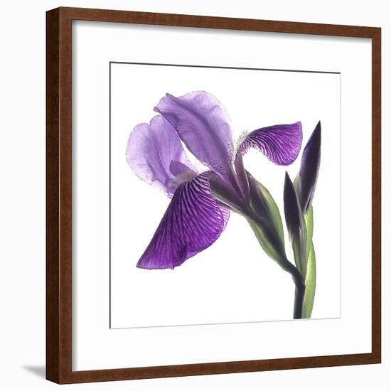 Purple Iris III-Monika Burkhart-Framed Photographic Print