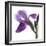 Purple Iris III-Monika Burkhart-Framed Photographic Print