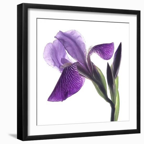 Purple Iris III-Monika Burkhart-Framed Photographic Print