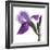 Purple Iris III-Monika Burkhart-Framed Photographic Print