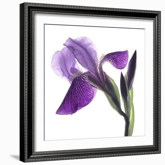 Purple Iris III-Monika Burkhart-Framed Photographic Print