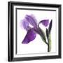 Purple Iris III-Monika Burkhart-Framed Photographic Print