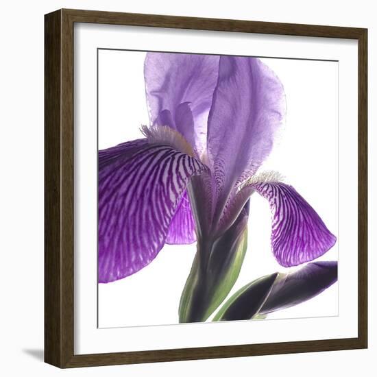 Purple Iris IV-Monika Burkhart-Framed Photographic Print