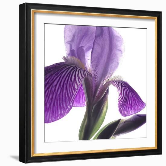 Purple Iris IV-Monika Burkhart-Framed Photographic Print