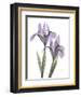 Purple Iris-Albert Koetsier-Framed Art Print