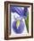 Purple Iris-Jamie & Judy Wild-Framed Photographic Print