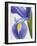 Purple Iris-Jamie & Judy Wild-Framed Photographic Print