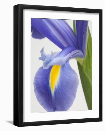 Purple Iris-Jamie & Judy Wild-Framed Photographic Print