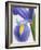 Purple Iris-Jamie & Judy Wild-Framed Photographic Print