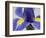 Purple Iris-Jamie & Judy Wild-Framed Photographic Print