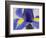 Purple Iris-Jamie & Judy Wild-Framed Photographic Print
