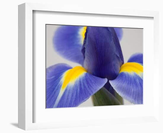 Purple Iris-Jamie & Judy Wild-Framed Photographic Print