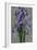 Purple Iris-John Seba-Framed Premium Giclee Print