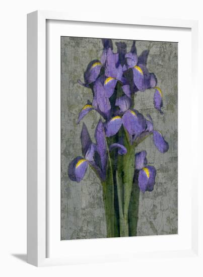 Purple Iris-John Seba-Framed Premium Giclee Print
