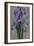 Purple Iris-John Seba-Framed Art Print