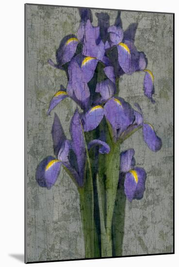 Purple Iris-John Seba-Mounted Art Print