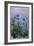 Purple Irises, 1914-17-Claude Monet-Framed Giclee Print