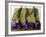 Purple Irises on a Bamboo Mat-Colin Anderson-Framed Photographic Print
