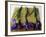 Purple Irises on a Bamboo Mat-Colin Anderson-Framed Photographic Print