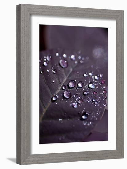 Purple Leaves II-K.B. White-Framed Photographic Print