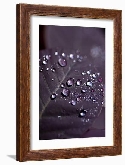 Purple Leaves II-K.B. White-Framed Photographic Print