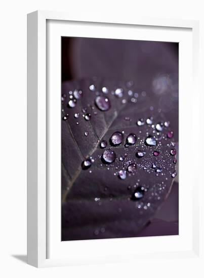 Purple Leaves II-K.B. White-Framed Photographic Print