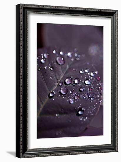 Purple Leaves II-K.B. White-Framed Photographic Print