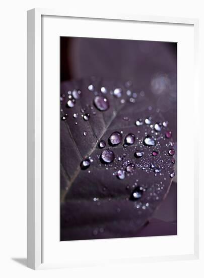 Purple Leaves II-K.B. White-Framed Photographic Print