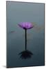 Purple Lily, 2021, (digital)-Scott J. Davis-Mounted Giclee Print