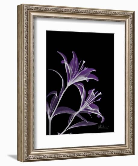 Purple Lily-Albert Koetsier-Framed Art Print