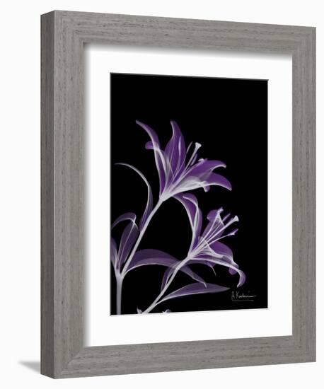 Purple Lily-Albert Koetsier-Framed Art Print