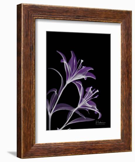 Purple Lily-Albert Koetsier-Framed Art Print