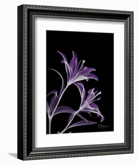 Purple Lily-Albert Koetsier-Framed Art Print