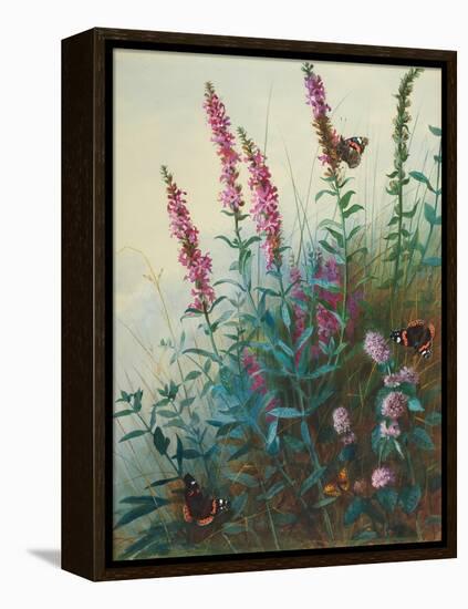 Purple Loosestrife and Watermint, C.1910-20-Archibald Thorburn-Framed Premier Image Canvas