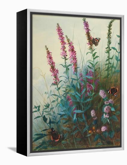 Purple Loosestrife and Watermint, C.1910-20-Archibald Thorburn-Framed Premier Image Canvas