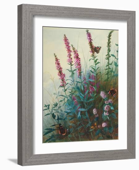 Purple Loosestrife and Watermint, C.1910-20-Archibald Thorburn-Framed Giclee Print