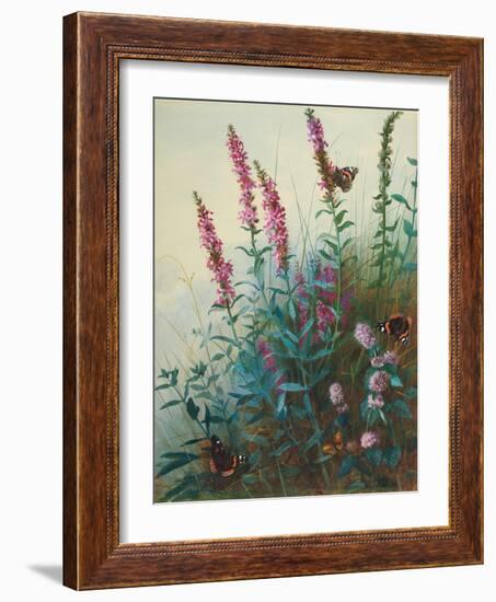 Purple Loosestrife and Watermint, C.1910-20-Archibald Thorburn-Framed Giclee Print